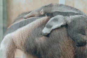 六个团子,探寻六个团子的奇妙之旅